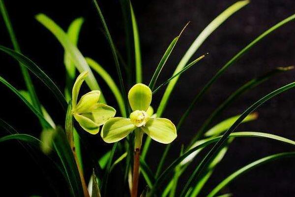 蘭花用什么土栽培最好,疏松透氣、微酸性的土壤最好