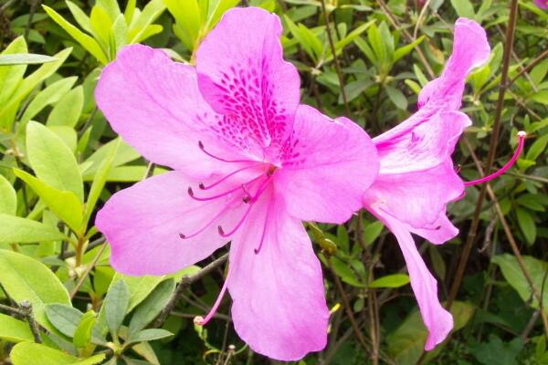 杜鵑花適合家里養嗎,可以改善室內空氣、做盆景觀賞