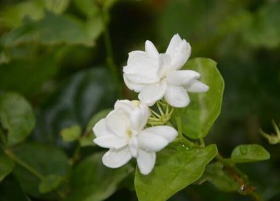 茉莉花什么時(shí)候修剪整枝最好,春秋生長期、春季前休眠期修剪最好