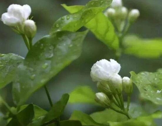 茉莉花什么時(shí)候修剪整枝最好,春秋生長期、春季前休眠期修剪最好
