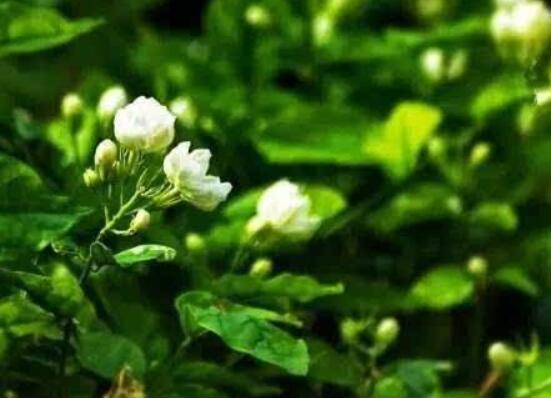 茉莉花什么時(shí)候修剪整枝最好,春秋生長期、春季前休眠期修剪最好