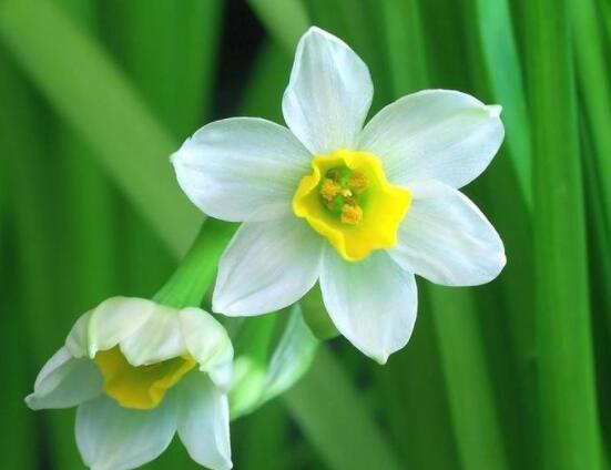 水仙花的葉子有毒嗎,誤食導致嘔吐、腹痛(全株有毒)