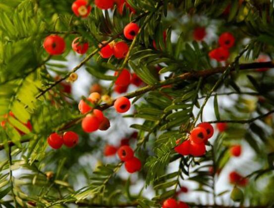 家養紅豆杉有什么好處,延年益壽、身體健康、長壽幸福