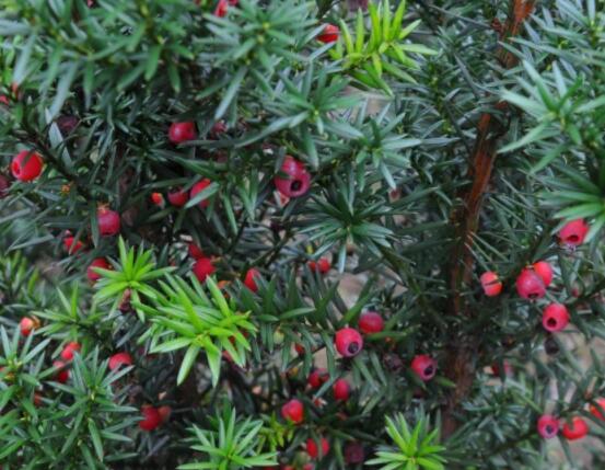 家養紅豆杉有什么好處,延年益壽、身體健康、長壽幸福