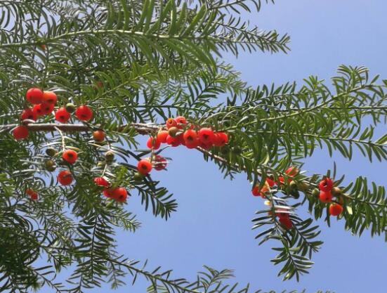 家養紅豆杉有什么好處,延年益壽、身體健康、長壽幸福