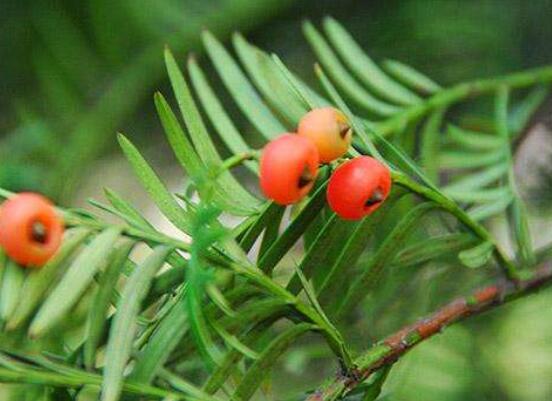 家養紅豆杉有什么好處,延年益壽、身體健康、長壽幸福