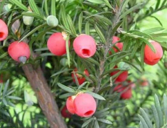 家養紅豆杉有什么好處,延年益壽、身體健康、長壽幸福