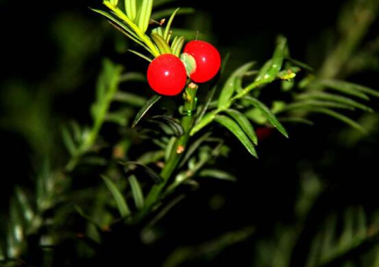 家養紅豆杉有什么好處,延年益壽、身體健康、長壽幸福