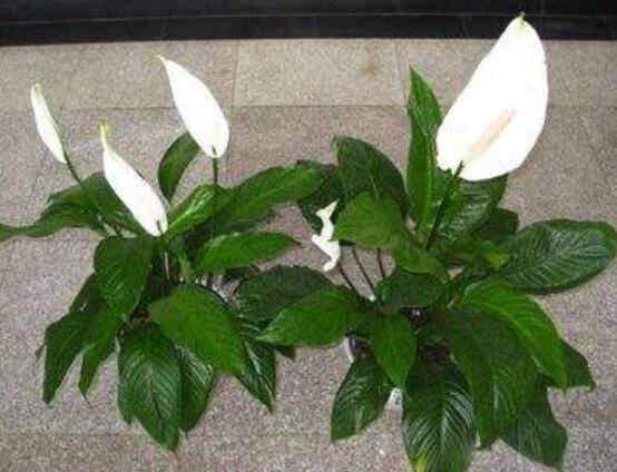 一帆風順花蔫了怎么辦,教你四種解決辦法(花大色艷)