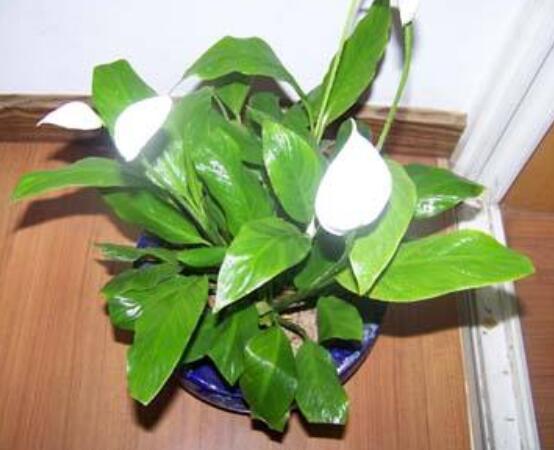 一帆風順花蔫了怎么辦,教你四種解決辦法(花大色艷)