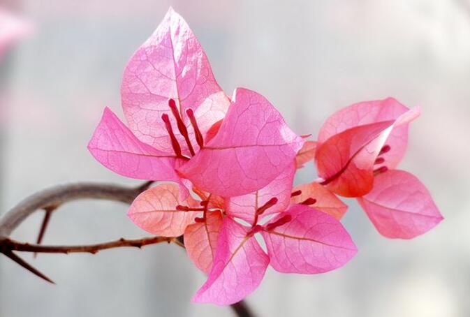 三角梅一年開幾次花，養(yǎng)護得當(dāng)整年開花