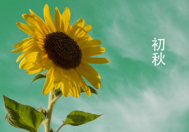 向日葵象征什么意義,最適合送給暗戀的人