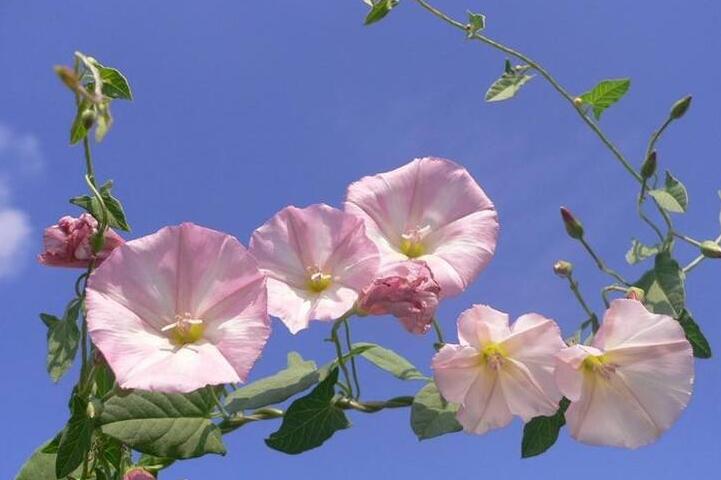 牽牛花怎么養才能爆盆,三種方法養出茂密的花朵
