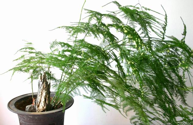 文竹抽生了長(zhǎng)蔓枝怎樣整形好,介紹三種整形方法
