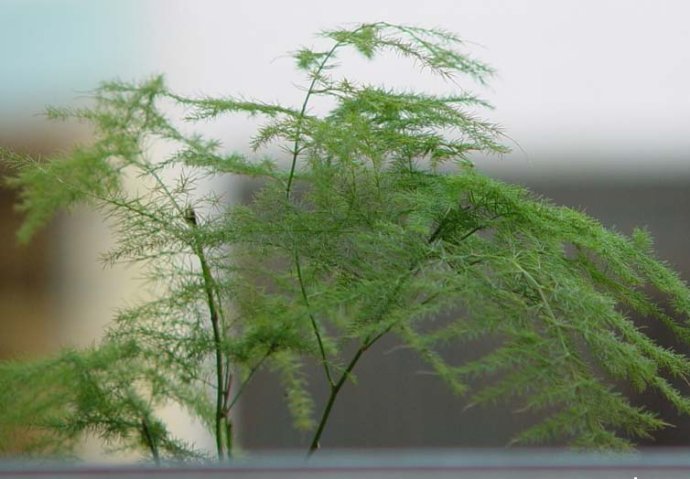文竹抽生了長(zhǎng)蔓枝怎樣整形好,介紹三種整形方法