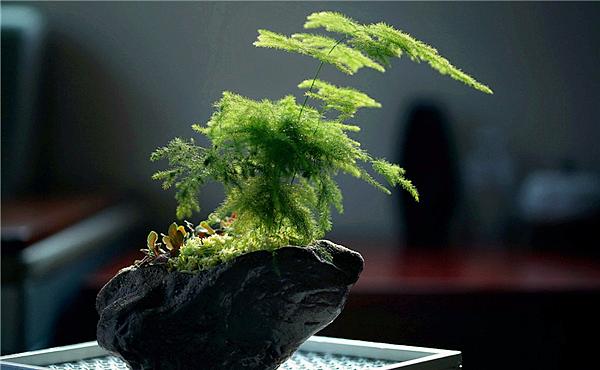 文竹抽生了長(zhǎng)蔓枝怎樣整形好,介紹三種整形方法