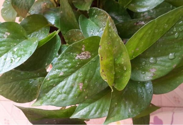 得了綠蘿細(xì)菌性葉斑病不驚慌,了解癥狀對(duì)癥下藥使方法