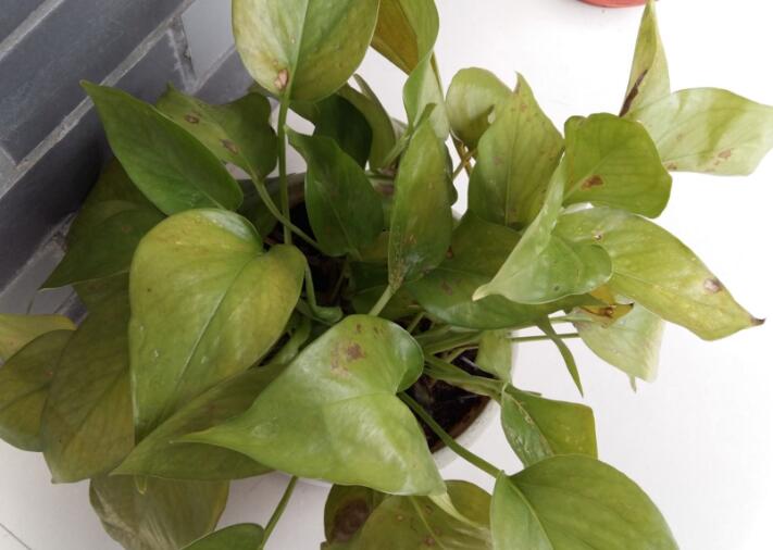 得了綠蘿細(xì)菌性葉斑病不驚慌,了解癥狀對(duì)癥下藥使方法