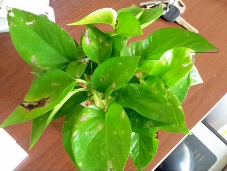 得了綠蘿細(xì)菌性葉斑病不驚慌,了解癥狀對(duì)癥下藥使方法