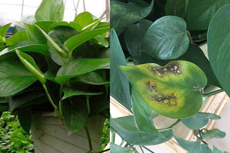 得了綠蘿細(xì)菌性葉斑病不驚慌,了解癥狀對(duì)癥下藥使方法