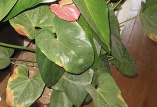 紅掌葉片變褐壞死怎么辦,兩種防治方法保你紅掌綠油油