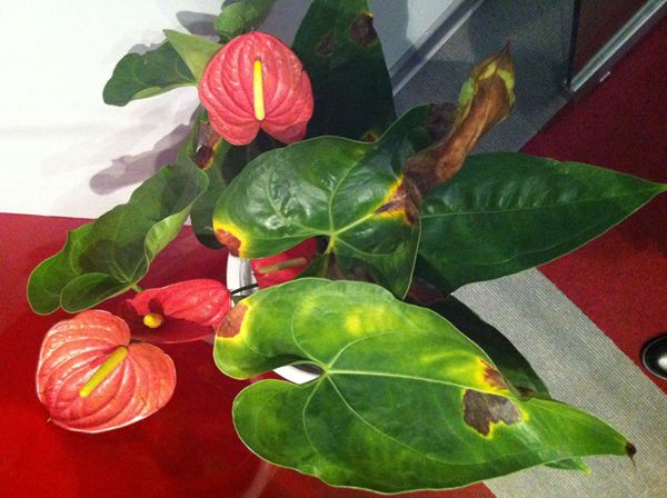 紅掌葉片變褐壞死怎么辦,兩種防治方法保你紅掌綠油油