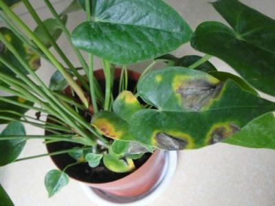 紅掌葉片變褐壞死怎么辦,兩種防治方法保你紅掌綠油油