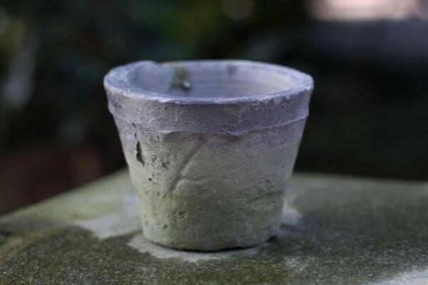 天竺葵用深盆還是淺盆,要根據(jù)植株的大小來決定