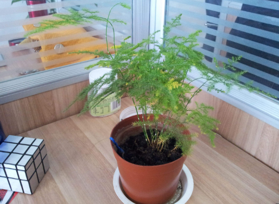 文竹可以用淘米水澆嗎,提高盆土酸度、促進枝繁葉茂