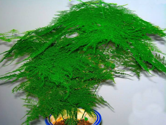 文竹可以用淘米水澆嗎,提高盆土酸度、促進枝繁葉茂