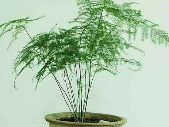 文竹可以用淘米水澆嗎,提高盆土酸度、促進枝繁葉茂