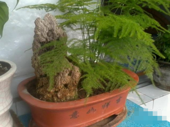 文竹可以用淘米水澆嗎,提高盆土酸度、促進枝繁葉茂