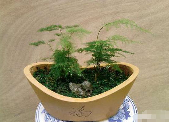 文竹可以用淘米水澆嗎,提高盆土酸度、促進枝繁葉茂