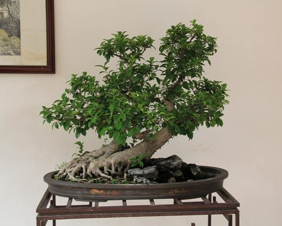 關(guān)于榕樹的資料,老農(nóng)總結(jié)七個最全面的概述