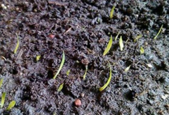 蝴蝶蘭種子種植方法,自然播種是家庭常用種植方法(繁殖率低)