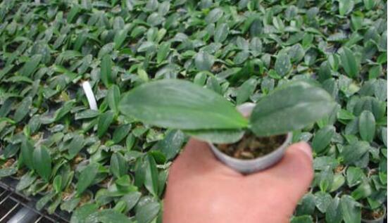 蝴蝶蘭種子種植方法,自然播種是家庭常用種植方法(繁殖率低)