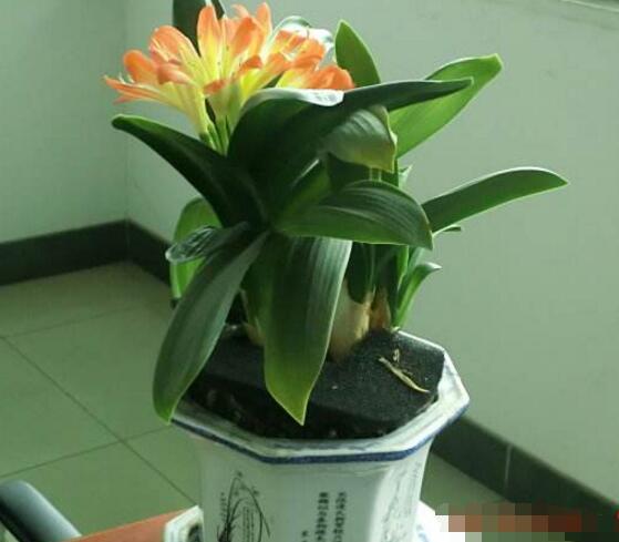 養殖君子蘭用什么花盆好,泥瓦盆、塑料盆、紫砂盆為最合適的花盆