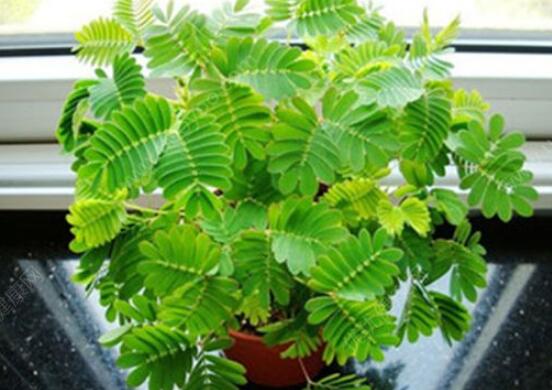 含羞草為什么會(huì)害羞呢,原理為葉子膨壓作用(葉柄所含水分)