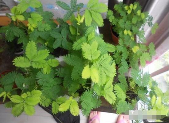 含羞草為什么會(huì)害羞呢,原理為葉子膨壓作用(葉柄所含水分)