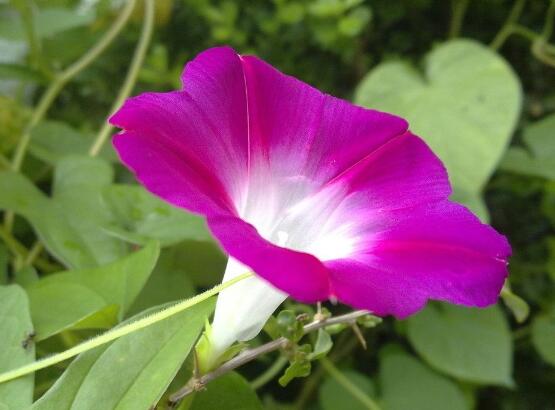 牽牛花冬天會死嗎,做好這五點即可安然過冬(生長健壯茂盛)