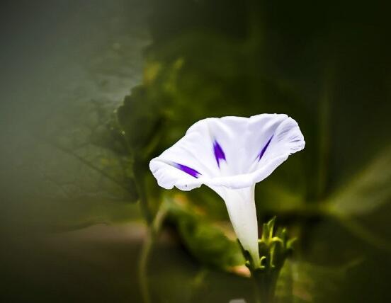 牽牛花冬天會死嗎,做好這五點即可安然過冬(生長健壯茂盛)