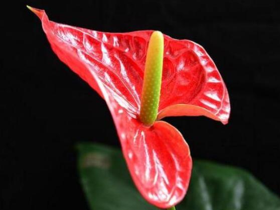紅掌多久澆水一次,不同生長期不同澆水時間(苗期/成長期/花期)