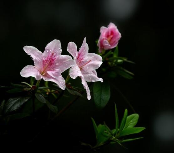 杜鵑花好養嗎,做好六大基本要點存活率百分百