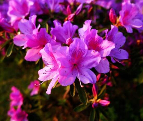 杜鵑花好養嗎,做好六大基本要點存活率百分百