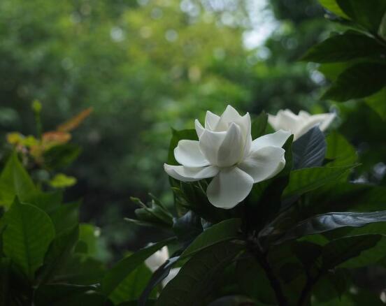 梔子花的寓意,守候與堅(jiān)持、等待一個(gè)夏季的約定