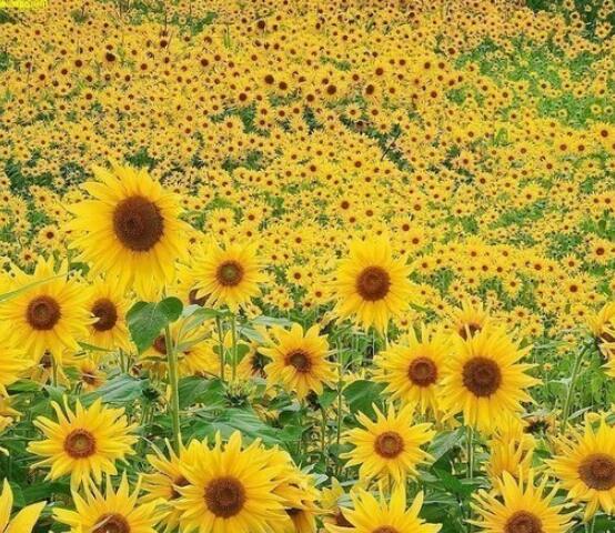 向日葵的寓意和象征,積極向上、朝氣蓬勃、繁榮昌盛