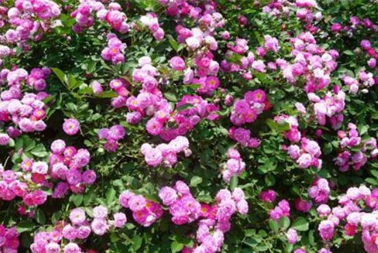 薔薇花怎么牽引爬墻,固定好主枝、延伸修剪后新枝條