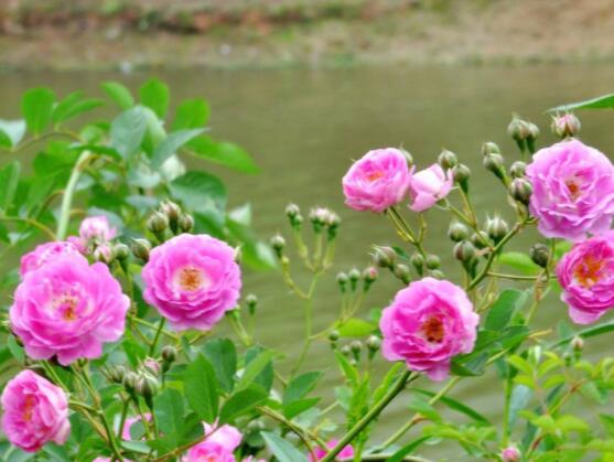 薔薇花怎么牽引爬墻,固定好主枝、延伸修剪后新枝條