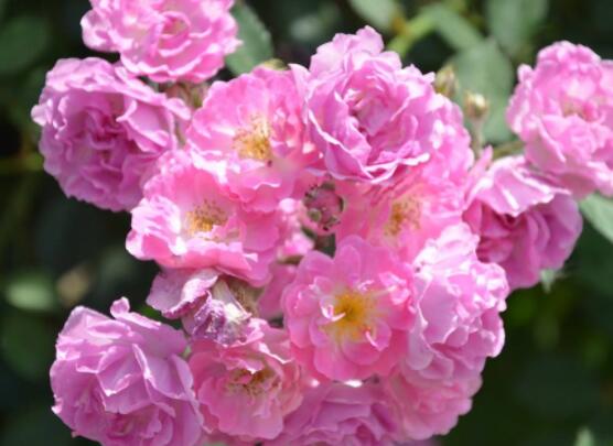 薔薇花怎么牽引爬墻,固定好主枝、延伸修剪后新枝條