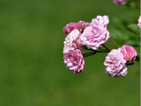 薔薇花怎么牽引爬墻,固定好主枝、延伸修剪后新枝條